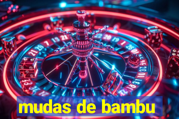 mudas de bambu